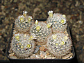 Нажмите на изображение для увеличения.

Название:	Mammillaria_brachytrichion.jpg
Просмотров:	174
Размер:	210.4 Кб
ID:	352288
