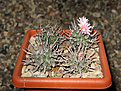 Нажмите на изображение для увеличения.

Название:	Turbinicarpus_schmiedickeanus_SB755.jpg
Просмотров:	173
Размер:	193.0 Кб
ID:	352289