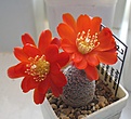Нажмите на изображение для увеличения.

Название:	Aylostera_heliosa_solisioides_RH1024_5y.JPG
Просмотров:	170
Размер:	94.0 Кб
ID:	352312