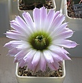 Нажмите на изображение для увеличения.

Название:	Echinocereus_reichenbachii_SB941_5y.JPG
Просмотров:	173
Размер:	103.9 Кб
ID:	352314