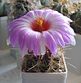 Нажмите на изображение для увеличения.

Название:	Thelocactus_bicolor_SB866_5y.JPG
Просмотров:	169
Размер:	103.9 Кб
ID:	352315