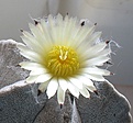 Нажмите на изображение для увеличения.

Название:	Astrophytum_myriostigma_potosinum_P466_7y.JPG
Просмотров:	174
Размер:	129.0 Кб
ID:	352316
