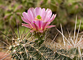 Нажмите на изображение для увеличения.

Название:	Echinocereus enneacanthus.jpg
Просмотров:	136
Размер:	213.6 Кб
ID:	352323