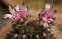 Нажмите на изображение для увеличения.

Название:	Gymnocalycium mihanovichii f.jpg
Просмотров:	138
Размер:	173.7 Кб
ID:	352328