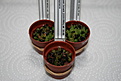 Нажмите на изображение для увеличения.

Название:	S02_Astrophytum.JPG
Просмотров:	801
Размер:	107.6 Кб
ID:	352360