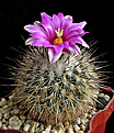 Нажмите на изображение для увеличения.

Название:	Turbinicarpus beguinii v. senilis.jpg
Просмотров:	159
Размер:	247.3 Кб
ID:	352383