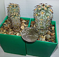 Нажмите на изображение для увеличения.

Название:	Acanthocalycium glaucum.jpg
Просмотров:	237
Размер:	104.6 Кб
ID:	352384