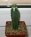 Нажмите на изображение для увеличения.

Название:	Strombocactus corregidorae RUS-333.jpg
Просмотров:	225
Размер:	232.6 Кб
ID:	352391