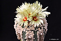 Нажмите на изображение для увеличения.

Название:	Astrophytum_asterias_'Hanazono'.jpg
Просмотров:	171
Размер:	156.5 Кб
ID:	352393