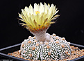 Нажмите на изображение для увеличения.

Название:	Astrophytum_asterias_Super_Kabuto.jpg
Просмотров:	167
Размер:	238.0 Кб
ID:	352394