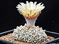 Нажмите на изображение для увеличения.

Название:	Astrophytum_asterias_Super-Kabuto_V-typ.jpg
Просмотров:	171
Размер:	241.4 Кб
ID:	352395
