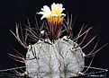 Нажмите на изображение для увеличения.

Название:	Astrophytum_capricorne_var_niveum_Cinegas.jpg
Просмотров:	161
Размер:	225.7 Кб
ID:	352396