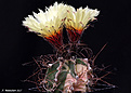 Нажмите на изображение для увеличения.

Название:	Astrophytum_Golden_Fog.jpg
Просмотров:	165
Размер:	212.5 Кб
ID:	352398