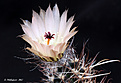 Нажмите на изображение для увеличения.

Название:	Austrocactus_patagonicus.jpg
Просмотров:	159
Размер:	221.5 Кб
ID:	352399