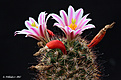 Нажмите на изображение для увеличения.

Название:	Mammillaria_blossfeldiorum.jpg
Просмотров:	162
Размер:	229.4 Кб
ID:	352402