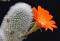 Нажмите на изображение для увеличения.

Название:	Rebutia_muscula.jpg
Просмотров:	167
Размер:	186.0 Кб
ID:	352405
