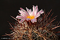 Нажмите на изображение для увеличения.

Название:	Thelocactus_lausseri.jpg
Просмотров:	164
Размер:	224.4 Кб
ID:	352407