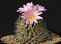 Нажмите на изображение для увеличения.

Название:	Turbinicarpus_lausseri.jpg
Просмотров:	161
Размер:	223.3 Кб
ID:	352408