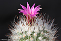 Нажмите на изображение для увеличения.

Название:	Turbinicarpus_pailanus_1043.jpg
Просмотров:	157
Размер:	223.0 Кб
ID:	352409