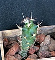 Нажмите на изображение для увеличения.

Название:	Ancistrocactus megarhizus ssp. gonsalezii KSM 711_2y_19.10.14.JPG
Просмотров:	863
Размер:	103.2 Кб
ID:	352435