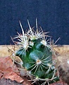 Нажмите на изображение для увеличения.

Название:	Ancistrocactus megarhizus ssp. gonsalezii KSM 711_9.14..JPG
Просмотров:	799
Размер:	106.4 Кб
ID:	352436