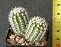Нажмите на изображение для увеличения.

Название:	Echinocereus_reichenbachii_(две_головы)_-_250р
Просмотров:	370
Размер:	84.8 Кб
ID:	352437