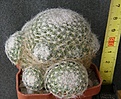 Нажмите на изображение для увеличения.

Название:	Mammillaria_lenta_-_600p
Просмотров:	344
Размер:	234.1 Кб
ID:	352438