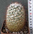 Нажмите на изображение для увеличения.

Название:	Mammillaria_bombycina_-_500p
Просмотров:	365
Размер:	232.1 Кб
ID:	352439