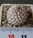 Нажмите на изображение для увеличения.

Название:	Mammillaria_perezdelarosae_andersonii_-_200p
Просмотров:	372
Размер:	191.2 Кб
ID:	352440