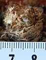 Нажмите на изображение для увеличения.

Название:	Mammillaria_napina_(как маточник)_-_50p
Просмотров:	376
Размер:	175.3 Кб
ID:	352441