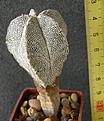 Нажмите на изображение для увеличения.

Название:	Astrophytum_myriostigma_ONZUKA_-_300p
Просмотров:	350
Размер:	208.8 Кб
ID:	352442