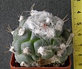 Нажмите на изображение для увеличения.

Название:	Turbinicarpus_lophophoroides_(механическое_повреждение)_-_150р
Просмотров:	369
Размер:	174.9 Кб
ID:	352443