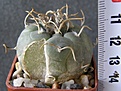 Нажмите на изображение для увеличения.

Название:	Turbinicarpus_rioverdensis_PP204_(с_семенами,_лопнул_от_перекорма)_-_150p
Просмотров:	370
Размер:	174.5 Кб
ID:	352444