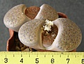 Нажмите на изображение для увеличения.

Название:	Lithops_fulviceps_fulviceps_C170_-_350p
Просмотров:	372
Размер:	148.9 Кб
ID:	352446
