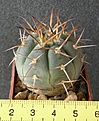 Нажмите на изображение для увеличения.

Название:	Gymnocalycium_cardenasianum_-_200p
Просмотров:	360
Размер:	203.2 Кб
ID:	352447