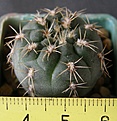 Нажмите на изображение для увеличения.

Название:	Gymnocalycium_baldianum_VG558_-_200
Просмотров:	353
Размер:	214.5 Кб
ID:	352448