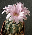 Нажмите на изображение для увеличения.

Название:	Gymnocalycium_bruchii_-_300p
Просмотров:	374
Размер:	177.9 Кб
ID:	352449