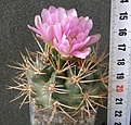 Нажмите на изображение для увеличения.

Название:	Gymnocalycium_neuhuberi_-_300p
Просмотров:	354
Размер:	208.5 Кб
ID:	352451