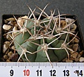 Нажмите на изображение для увеличения.

Название:	Gymnocalycium_ferox_VG512_-_350p
Просмотров:	368
Размер:	228.1 Кб
ID:	352452