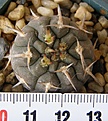 Нажмите на изображение для увеличения.

Название:	Gymnocalycium_riojense_paucispinum_(cultivar)_-_300p
Просмотров:	368
Размер:	231.0 Кб
ID:	352453