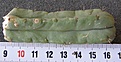 Нажмите на изображение для увеличения.

Название:	Trichocereus_pachanoi_-_50p
Просмотров:	368
Размер:	145.9 Кб
ID:	352455