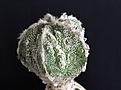 Нажмите на изображение для увеличения.

Название:	Astrophytum  KikOnzeb MH-15_4.15.JPG
Просмотров:	390
Размер:	78.4 Кб
ID:	352529