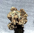 Нажмите на изображение для увеличения.

Название:	Astrophytum KikOnzeb МН_2y_7.14.JPG
Просмотров:	390
Размер:	104.9 Кб
ID:	352530