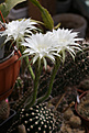 Нажмите на изображение для увеличения.

Название:	Echinopsis_eyriesii.jpg
Просмотров:	143
Размер:	180.7 Кб
ID:	352535