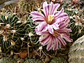 Нажмите на изображение для увеличения.

Название:	160.3Б St. dichroacanthus L 1564.jpg
Просмотров:	240
Размер:	135.9 Кб
ID:	352586