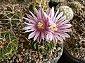 Нажмите на изображение для увеличения.

Название:	163.91 St. phyllacanthus VIOLACIFLORUS FORM  SB 112.jpg
Просмотров:	247
Размер:	142.5 Кб
ID:	352587