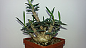 Нажмите на изображение для увеличения.

Название:	ieuphorbia cylindrifolia 2000 руб.jpg
Просмотров:	195
Размер:	111.0 Кб
ID:	352631
