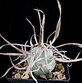 Нажмите на изображение для увеличения.

Название:	Tephrocactus articulatus VG-193 2011.jpg
Просмотров:	876
Размер:	187.5 Кб
ID:	352642