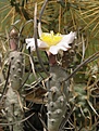 Нажмите на изображение для увеличения.

Название:	Tephrocactus articulatus var. oligacanthus (760 x 1013).jpg
Просмотров:	996
Размер:	159.0 Кб
ID:	352654