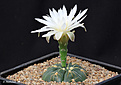 Нажмите на изображение для увеличения.

Название:	Gymnocalycium_denudatum_GF304.jpg
Просмотров:	132
Размер:	179.7 Кб
ID:	352660